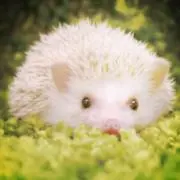 れも
