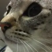 わたの画像
