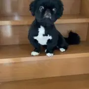 みゆマルの画像
