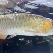 レフト