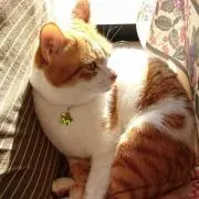 のり
