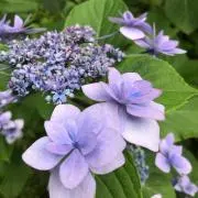 hydrangeaの画像