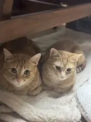 Comugi&Souffleの画像
