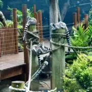 のえの画像
