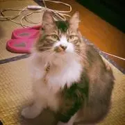 あんもの画像