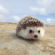 ハリー
