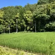 やまぞうの画像