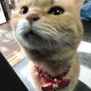 ちゅーちゃん