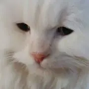 ぷりるはJKの画像