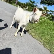 Nicoの画像
