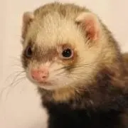 はやたん