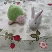 かめの画像