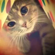 にゃん吉