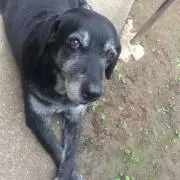ラムの画像