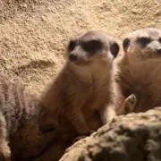 プーギーの画像