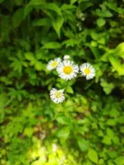 ひよこの画像