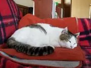 まさじろの画像