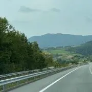 森の木の画像