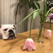 ほたての画像