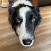 あにーの画像