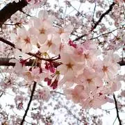 まーの画像