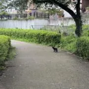 風の画像