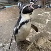 みけの画像