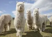 あるぱかの画像