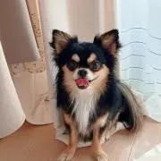 しおんの画像