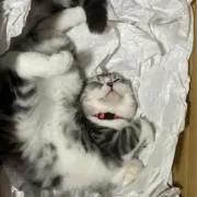 さばとらの画像
