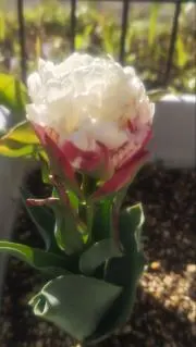 なっち