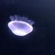 南瓜の画像