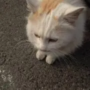 kumaあんこ