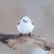 lambsearの画像