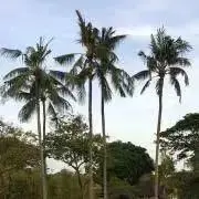 HUEの画像