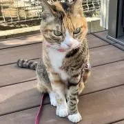 せとか（プロフィール見てください）の画像