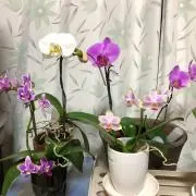 ゆきの画像