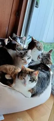 リネコの画像