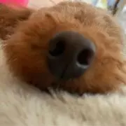 ma9ma9