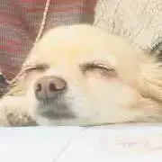 topsの画像