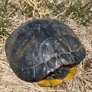 TFtの画像