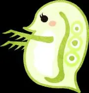 コミジンコの画像