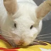 momoの画像