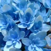 kayの画像