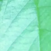 グリーンの画像