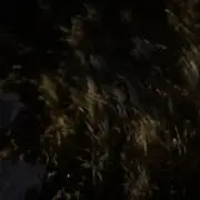 Henyの画像