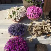 ふく