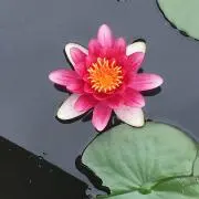 mifufuの画像