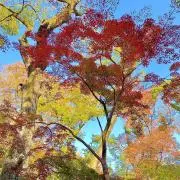 y.s.g.d.t.dの画像