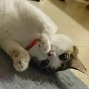 碧